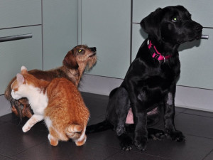 Nemá porblém s jinými zvířaty.  Zdroj: Facebook Animal Rescue – Odchytová služba a útulek