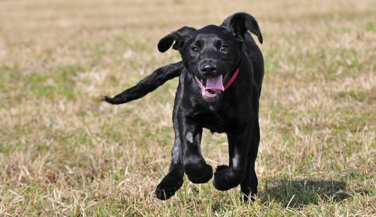 Marley je prlný života.  Zdroj: Facebook Animal Rescue – Odchytová služba a útulek