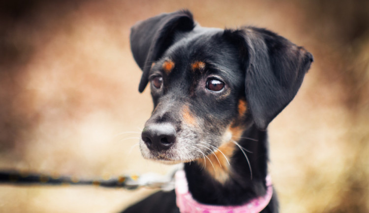 Heili hledá nového páníčka.