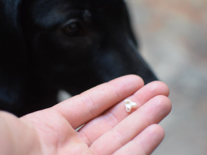 ZÁPESNÍK #7: Zmlátil jsem psa, až mu vypadl zub