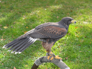 Ostří hoši s křídly.