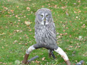 Ostří hoši s křídly.