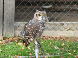 Ostří hoši s křídly.