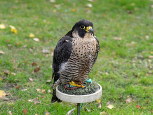 Ostří hoši s křídly.