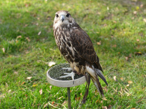 Ostří hoši s křídly.