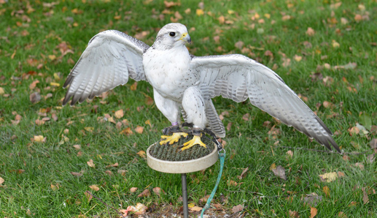 Ostří hoši s křídly.