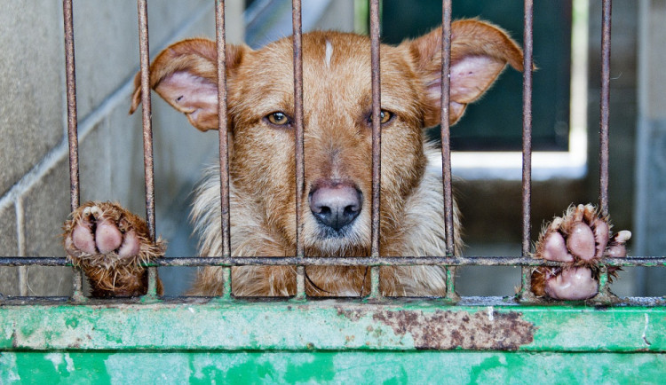 Na třetím charitativním bazaru pro týraná zvířata se vybralo přes 150 tisíc korun