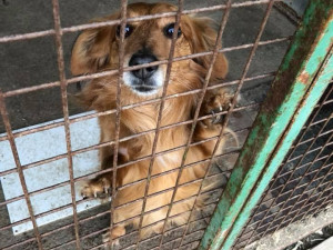 Na třetím charitativním bazaru pro týraná zvířata se vybralo přes 150 tisíc korun