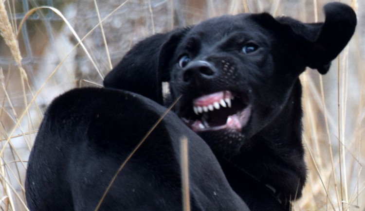 ZÁPESNÍK #9: Vzteklý pes napadal bezbranné turisty