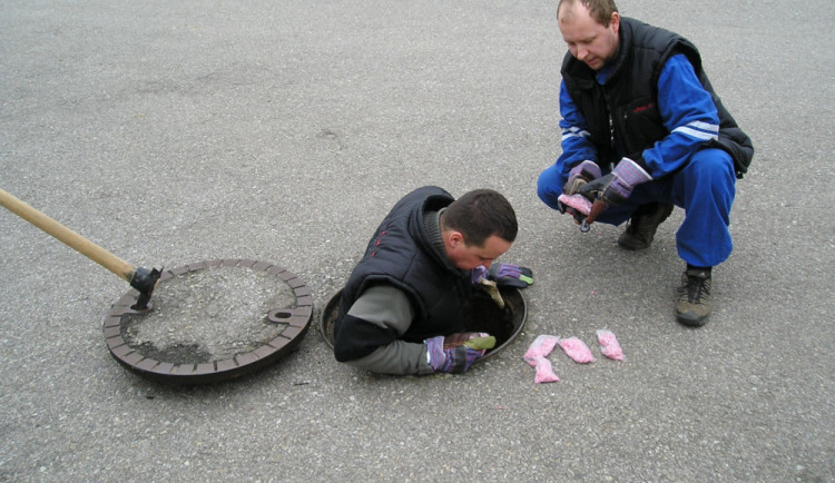 Na jaře se probouzejí k životu vosy, mravenci, potkani, ale i štěnice