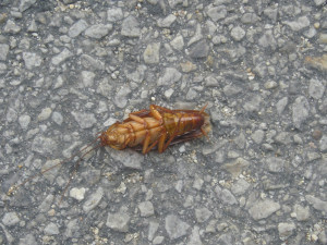 Na jaře se probouzejí k životu vosy, mravenci, potkani, ale i štěnice