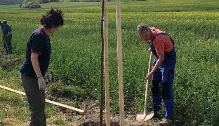 V Čepřovicích na Strakonicku tamní rodiny vysázely podél místní komunikace novou stromovou alej
