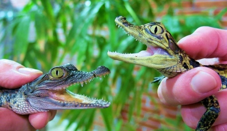 Krokodýlí zoo Protivín