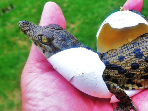 Krokodýlí zoo Protivín