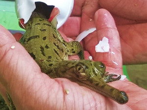 Krokodýlí zoo Protivín