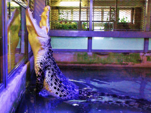 Krokodýlí zoo Protivín.