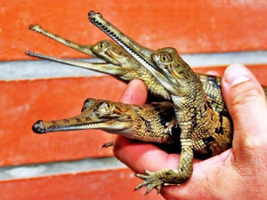 Krokodýlí zoo Protivín