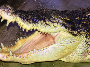 Krokodýlí zoo Protivín