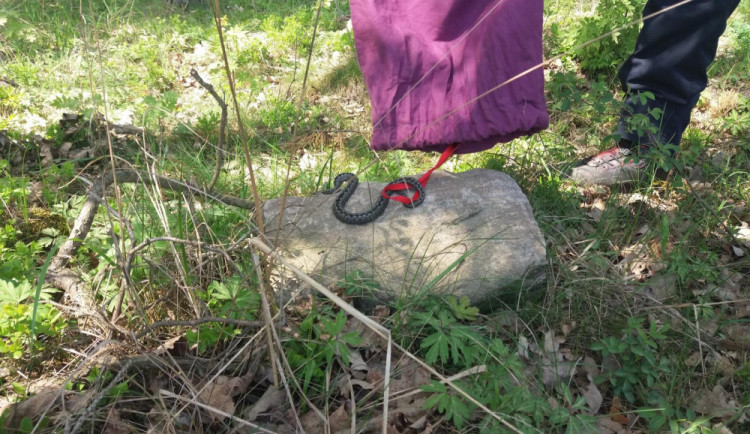 Zmije se schovala do jednoho ze skladů firmy.