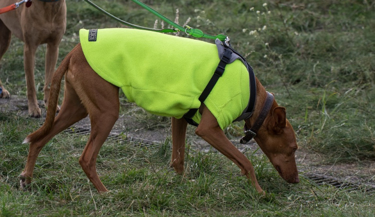 V Přední Výtoni soutěží záchranní psi na mezinárodním závodě Intercup Humanity