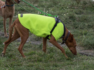 V Přední Výtoni soutěží záchranní psi na mezinárodním závodě Intercup Humanity
