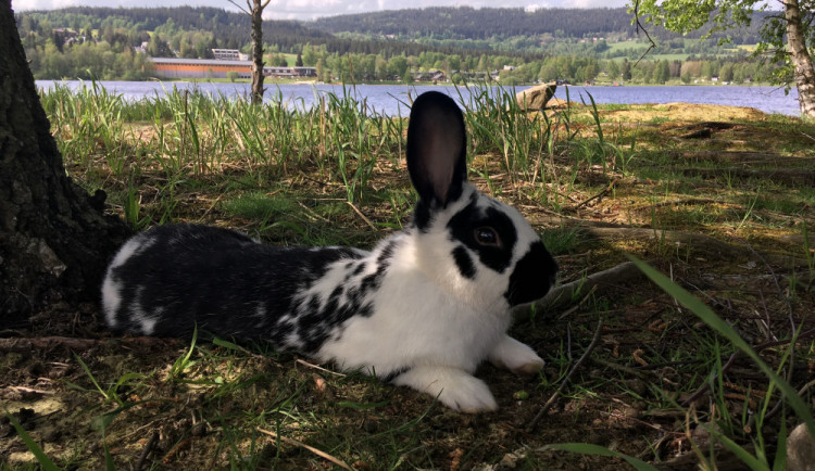 Ušatí nájemníci se vrátili na ostrov uprostřed lipenské přehrady.