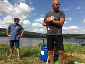 Ušatí nájemníci se vrátili na ostrov uprostřed lipenské přehrady.