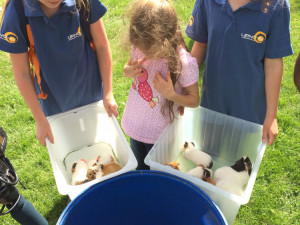 Ušatí nájemníci se vrátili na ostrov uprostřed lipenské přehrady.