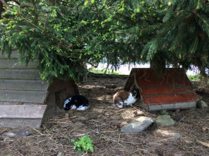 Ušatí nájemníci se vrátili na ostrov uprostřed lipenské přehrady.