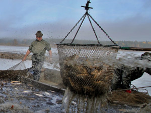 Rybářství Třeboň chybí kvůli suchu v rybnících čtyřicet procent vody