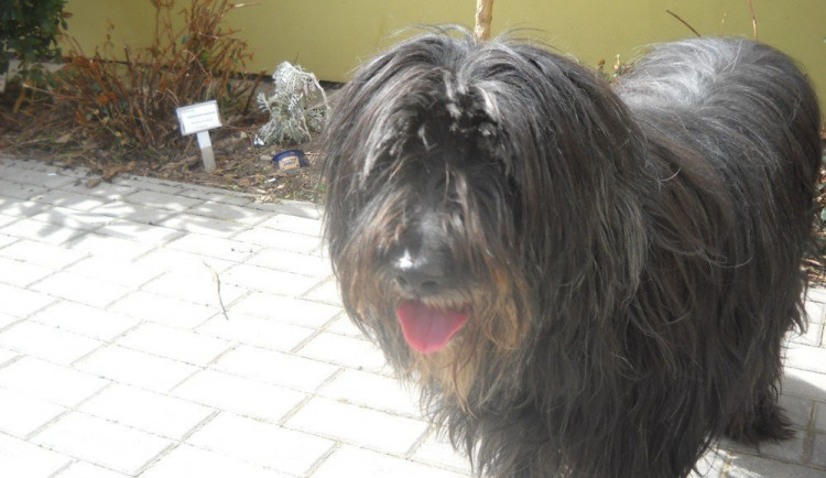 Bela čeká v budějckém útulku.