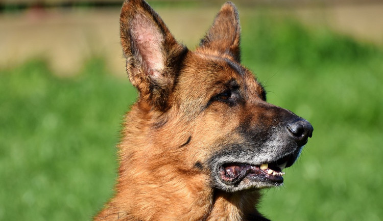 Třetina psů na soutěži v Přední Výtoni na Českokrumlovsku složila nejvyšší zkoušku