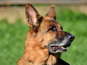 Třetina psů na soutěži v Přední Výtoni na Českokrumlovsku složila nejvyšší zkoušku