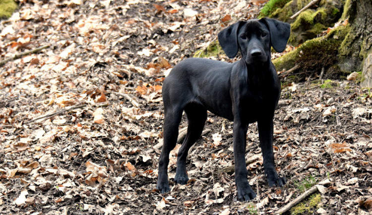 Tak co z té Kambodži asi vyroste?