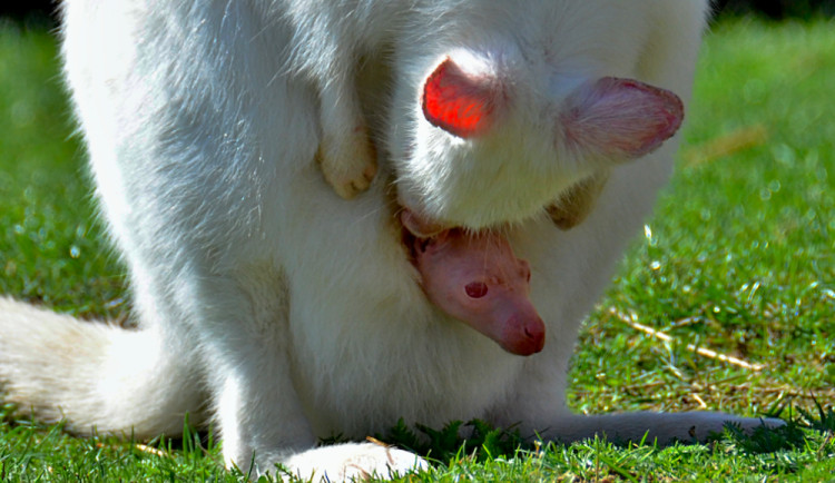 Táborská zoo se těší z dalšího mláděte klokana bílého