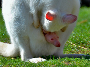 Táborská zoo se těší z dalšího mláděte klokana bílého