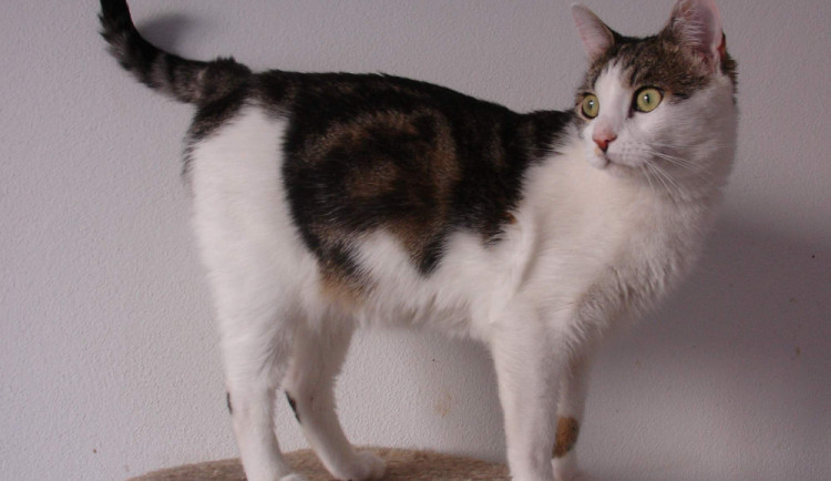 Tormund kouká po novém majiteli.