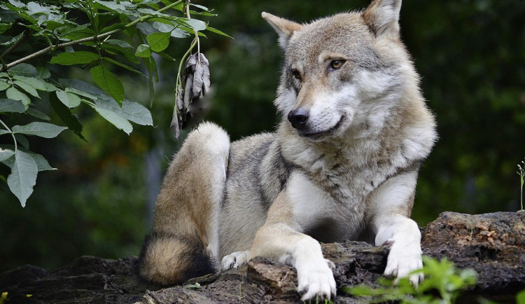 V Novohradských horách a v okolí Třeboně žijí vlci