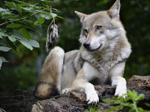 V Novohradských horách a v okolí Třeboně žijí vlci