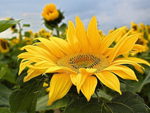 Slunečnice upozorní na roztroušenou sklerózu. Lidé v Českých Budějovicích podpoří nemocné