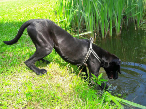 ZÁPESNÍK #15: Plavací pes
