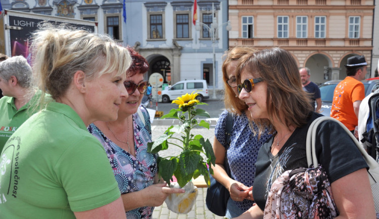 Rozdávání sazenic slunečnic