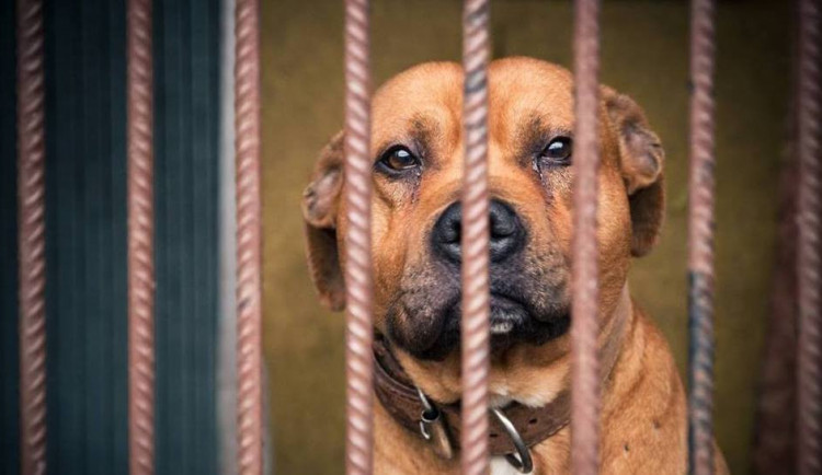 Hugo už dlouho čeká na nový domov.