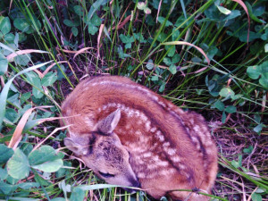 Při sečení luk každý rok zahyne mnoho srnčat. Lidé je proto zachraňují i díky dronům s termovizí.