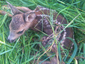 Při sečení luk každý rok zahyne mnoho srnčat. Lidé je proto zachraňují i díky dronům s termovizí.
