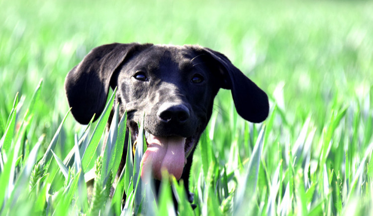 Kambodža je sportovec tělem i duší.