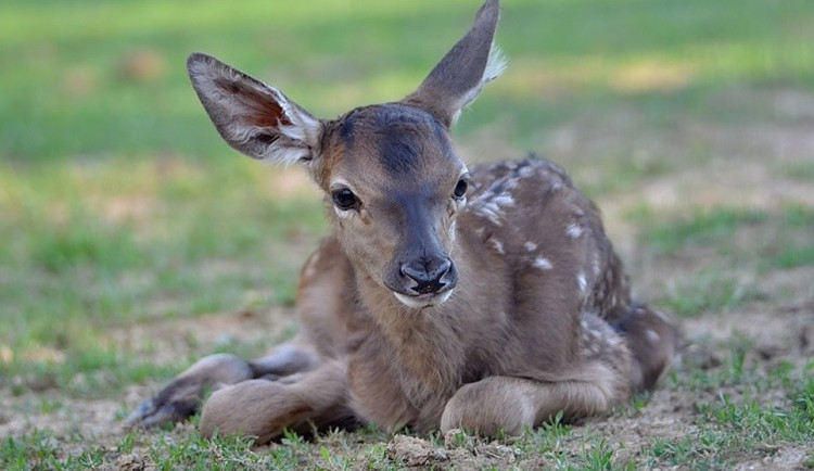 Kolouch v Zoo Tábor.