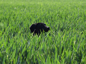 Kambodža je sportovec tělem i duší.