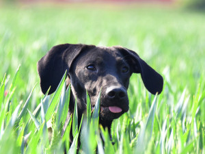 Kambodža je sportovec tělem i duší.