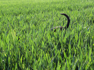 Kambodža je sportovec tělem i duší.